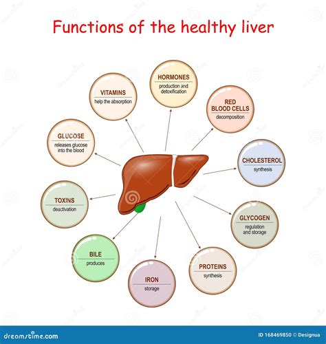 4d liver function hermes|Four.